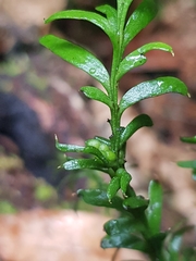Tmesipteris truncata