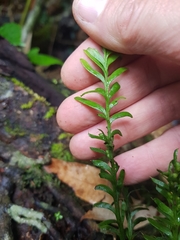 Tmesipteris truncata