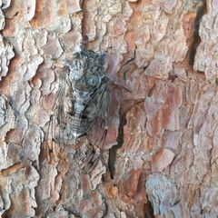 Cicada mordoganensis