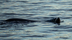 Arctocephalus pusillus