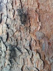 Cicada mordoganensis