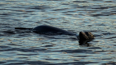 Arctocephalus pusillus