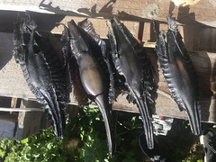 Callorhinchus capensis