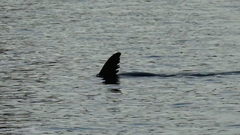 Arctocephalus pusillus