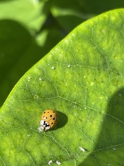 Harmonia axyridis