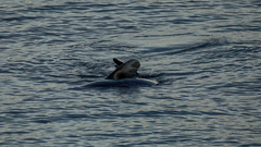 Arctocephalus pusillus