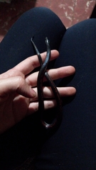 Geophis brachycephalus