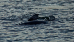 Arctocephalus pusillus