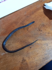 Geophis brachycephalus