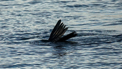 Arctocephalus pusillus