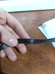 Geophis brachycephalus