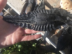 Callorhinchus capensis