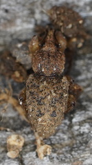 Mandalotus