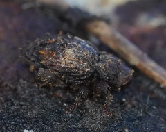 Roptoperus