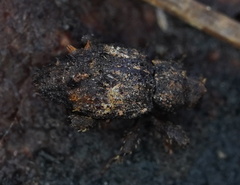 Roptoperus