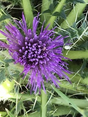 Cirsium acaule