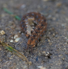 Ooperipatellus