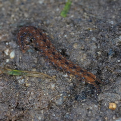 Ooperipatellus
