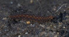 Ooperipatellus