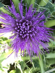 Cirsium acaule