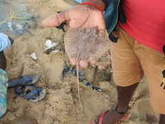 Brevitrygon imbricata