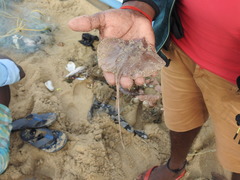 Brevitrygon imbricata