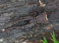 Sidymella bicuspidata