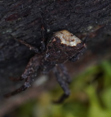 Sidymella bicuspidata