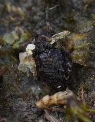 Roptoperus