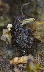 Roptoperus