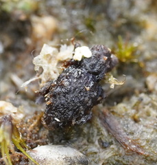 Roptoperus
