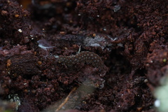 Ooperipatellus