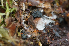 Ooperipatellus