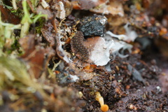 Ooperipatellus