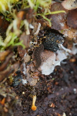 Ooperipatellus