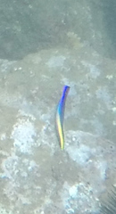 Labroides phthirophagus