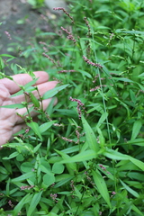 Persicaria minor