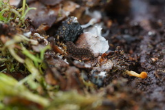 Ooperipatellus