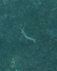 Plagiotremus goslinei