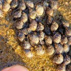 Echinolittorina punctata