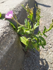 Epilobium hirsutum
