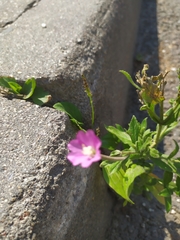 Epilobium hirsutum
