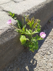 Epilobium hirsutum
