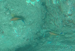 Centropyge potteri
