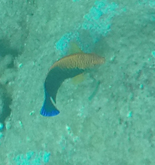 Centropyge potteri