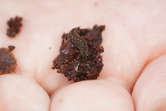 Ooperipatellus