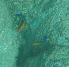 Centropyge potteri