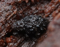 Roptoperus