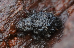 Roptoperus