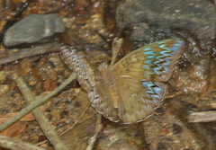 Tanaecia pelea